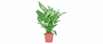 Dieffenbachia compacta Diffenbachie