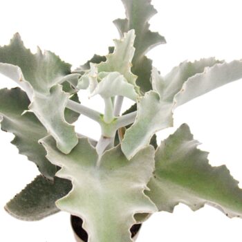 Kalanchoe Beaharensis (Elefantenohr- Kalanchoe)