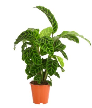 Calathea Zebrina Zebra-Korbmarante