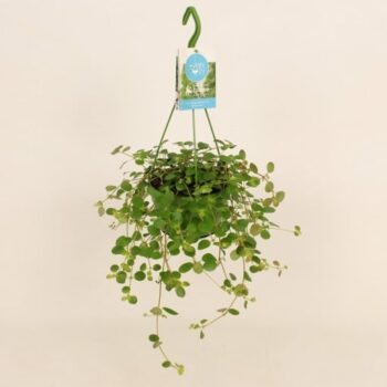 Pilea Depressa Kanonierblume Hängetopf Ampel plantlovers