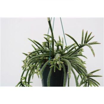 Rhipsalis Horrida 14 h